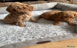 Cockapoo dogs for sale: F1B TOY COCKAPOO PUPPIES - Image 15