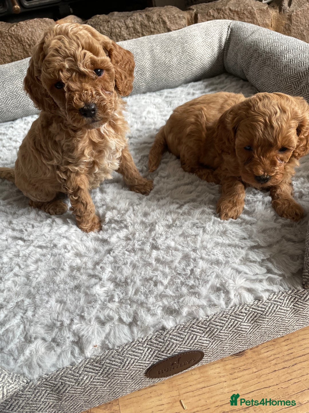 Cockapoo dogs for sale: F1B TOY COCKAPOO PUPPIES - Image 15