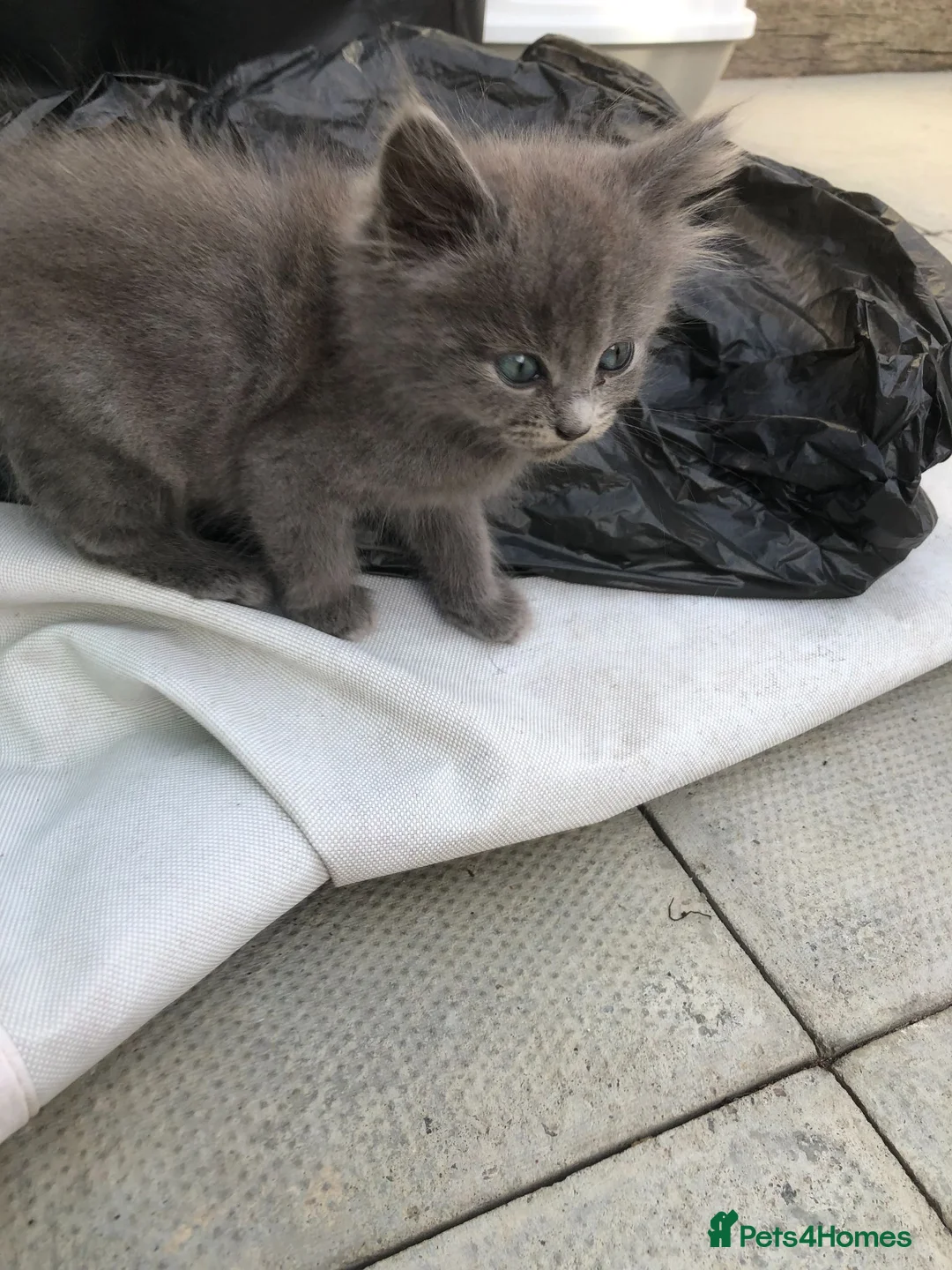 Persian cats for sale: 1/2 persian kittens - Advert 5