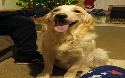 Golden Retriever dogs for sale: Beautiful KC Golden Retriever Puppies - Image 18