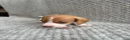 Miniature Dachshund dogs for sale: ⭐️💕miniature dachshund pups⭐️💕 - Advert 24