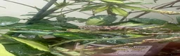 Chameleon reptiles for sale: Panther chameleons  - Advert 4