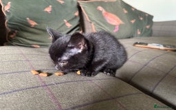 British Shorthair cats for sale:  black boy british short haired cross ragdoll - Image 1