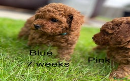 Toy Poodle dogs for sale: Asian Toy Poodle Puppies  - Image 27