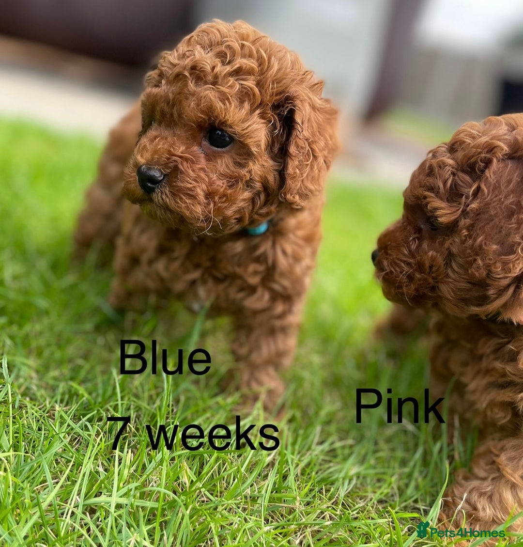 Toy Poodle dogs for sale: Asian Toy Poodle Puppies  - Image 27