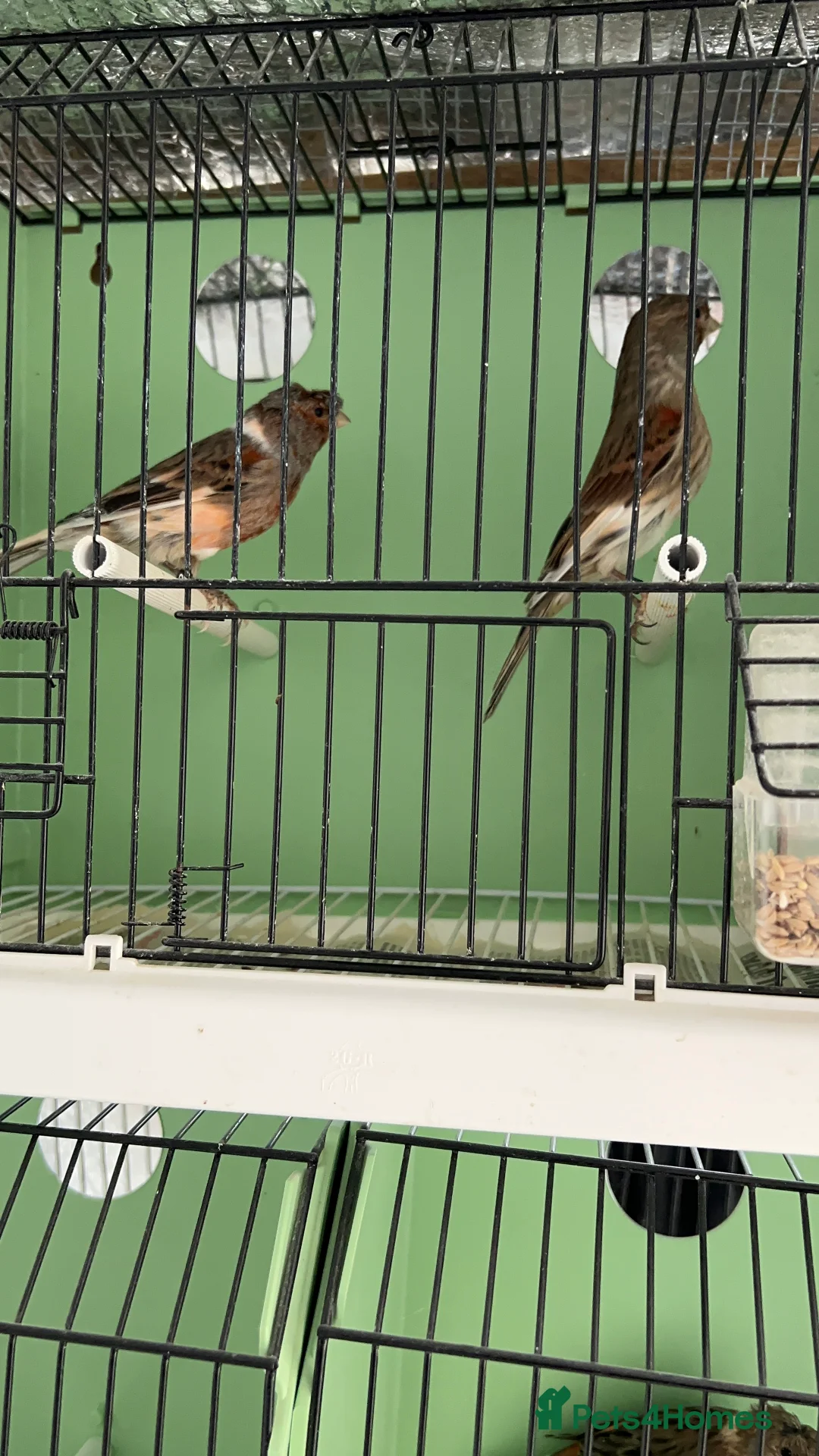 Canaries birds for sale: Canaries for sale  - Advert 5