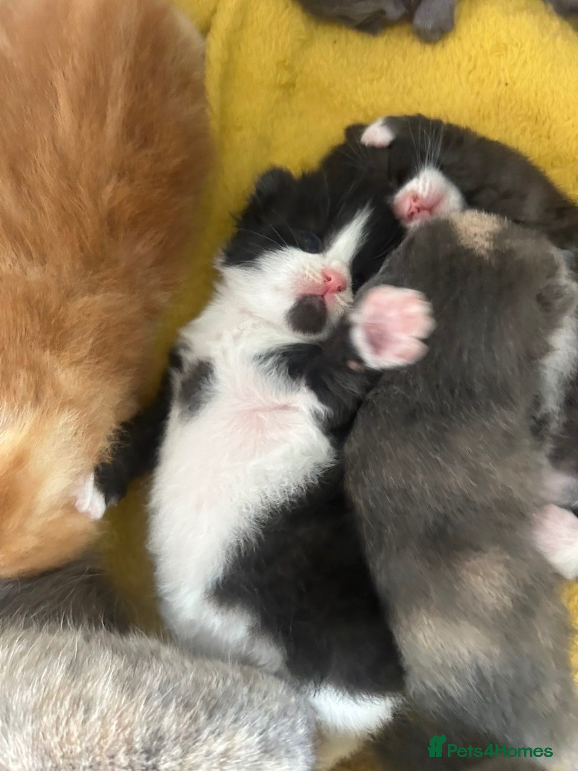 Mixed Breed cats £60 ONE Gorgeous male left  - Advert 6