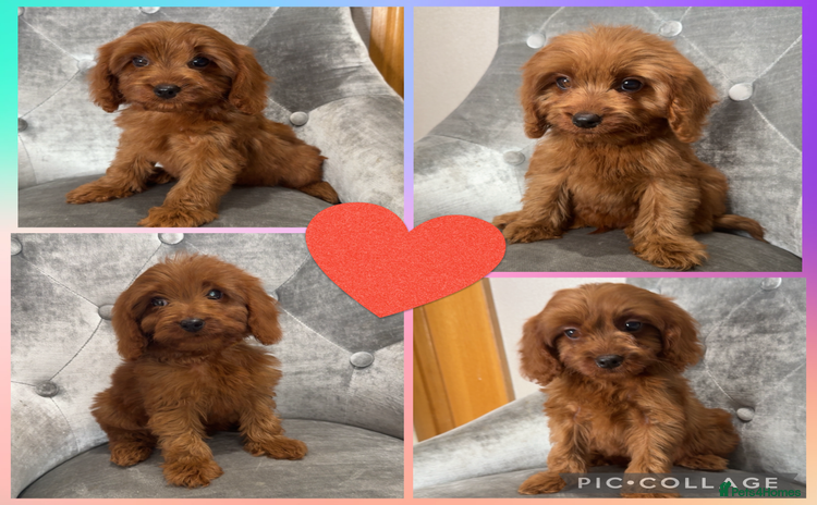 Cavapoo dogs - Advert 2