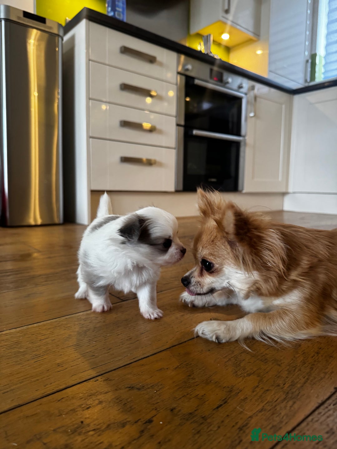 Pomchi dogs for sale: I have to sell my little man - Image 9