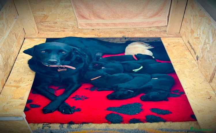 Labrador Retriever dogs - Advert 1
