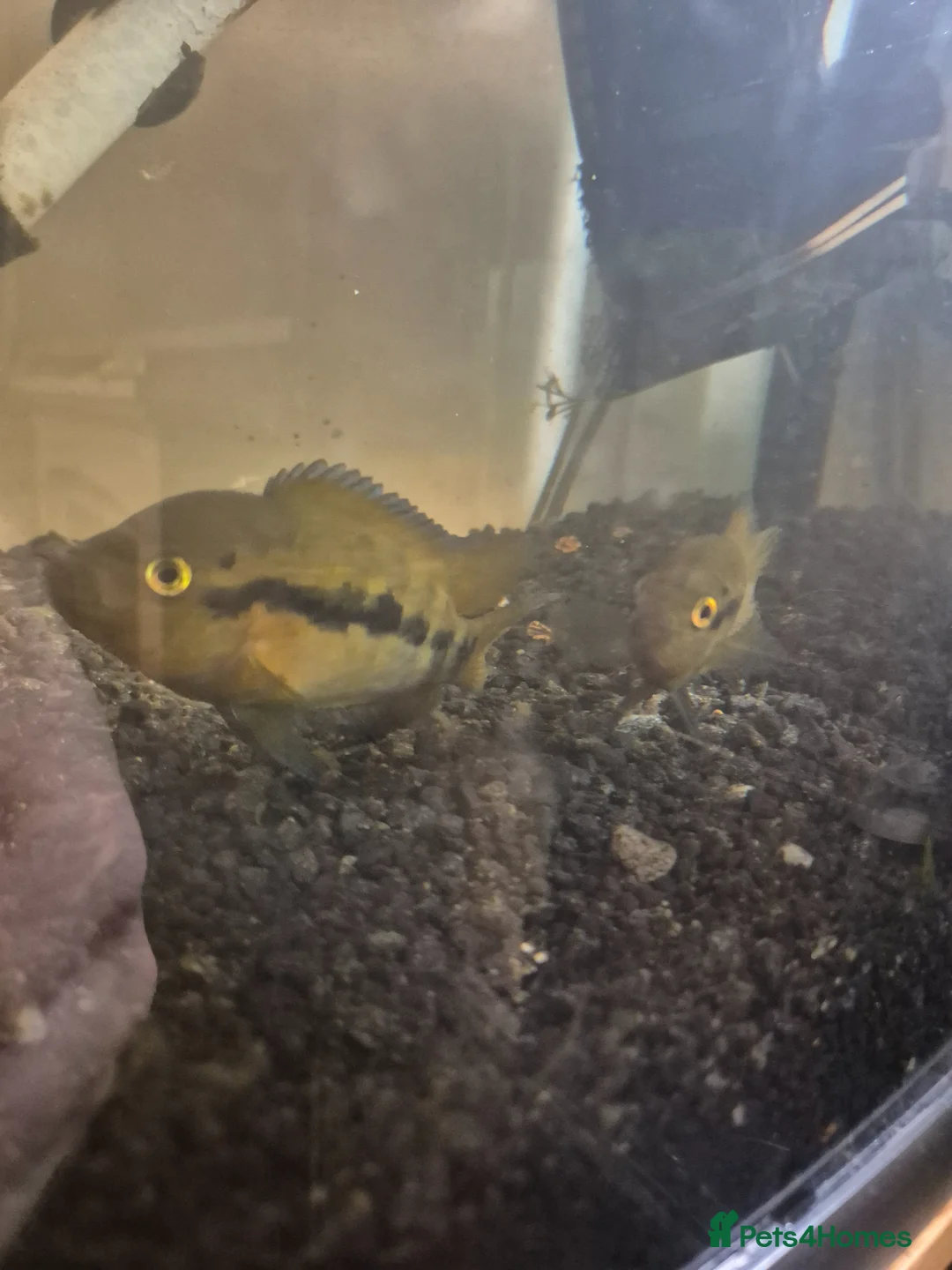 Cichlids fish for sale: Rainbow chilids pair with tank setup in Liverpool - Advert 2