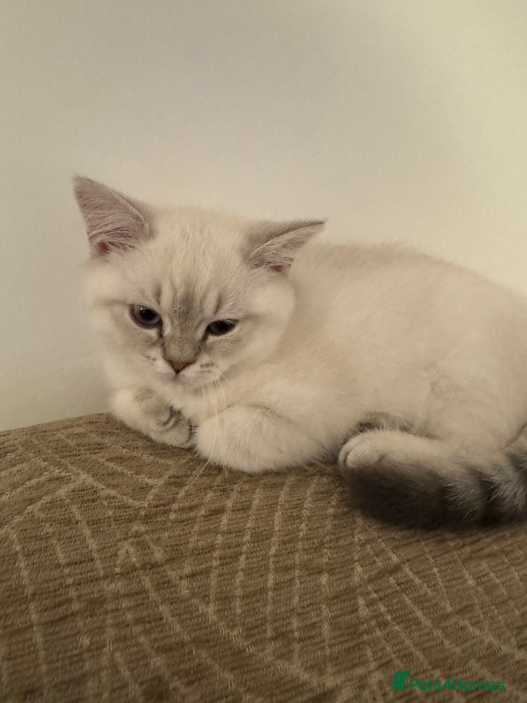 Selkirk Rex cats for sale: Intelligent Beautiful Selkirk Rex Girl - Advert 8