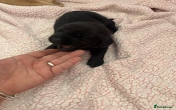 Labrador Retriever dogs for sale: Labrador puppies - Image 11