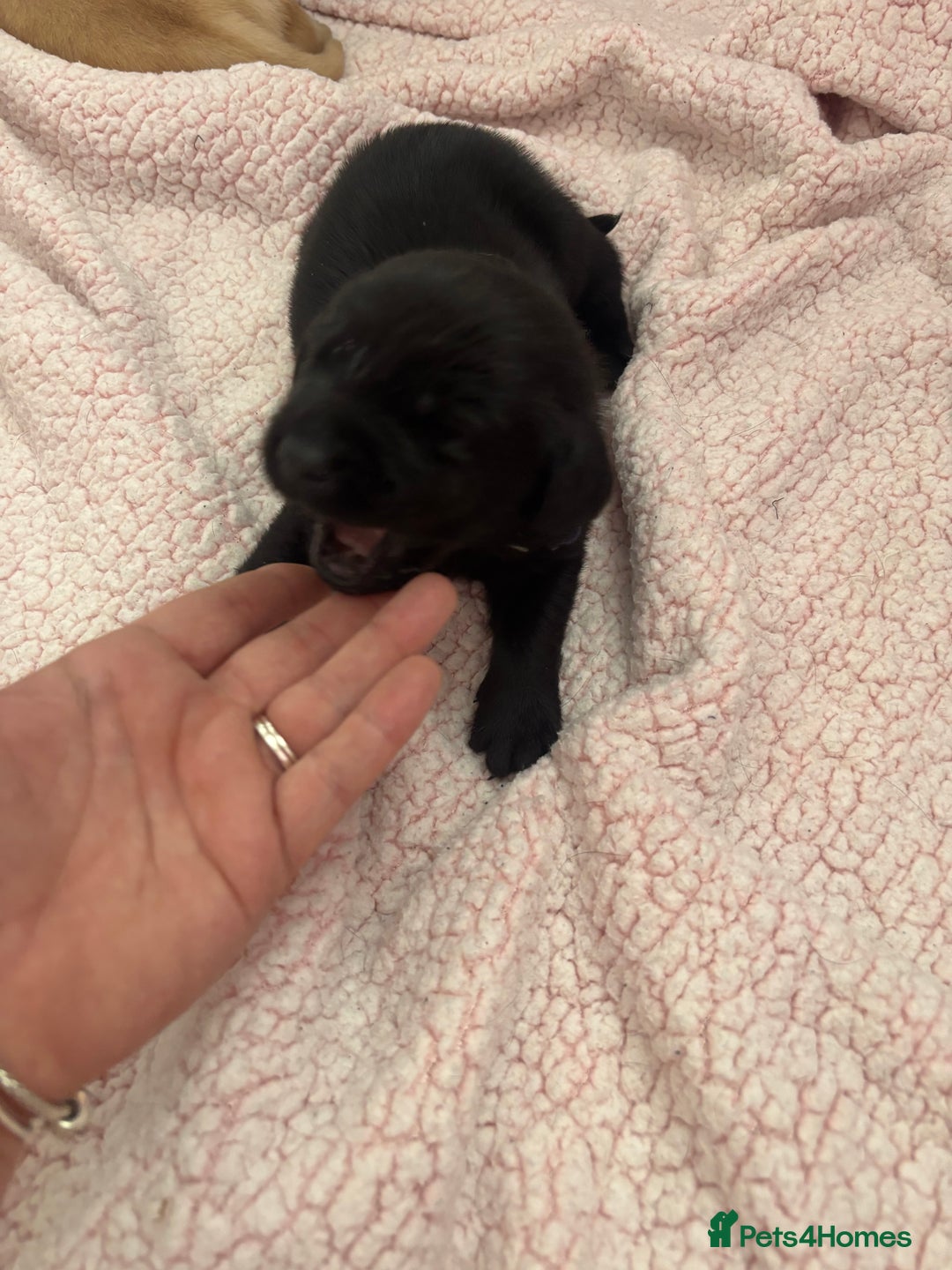 Labrador Retriever dogs for sale: Labrador puppies - Image 11