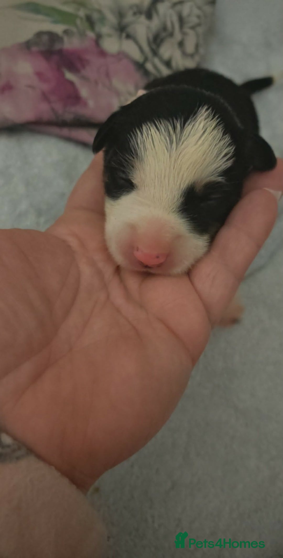 Border Collie dogs for sale: Border Collie Puppies  - Advert 2