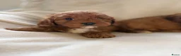 Cavapoo dogs for sale: Gorgeous Red Cavapoo Puppies - Advert 7