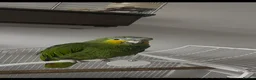 Parrots birds for sale:  Blue-Fronted Amazon Parrot – Calm & Friendly - Advert 4