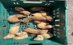 Ferret rodents for sale: Mixed ferrets  - Image 5