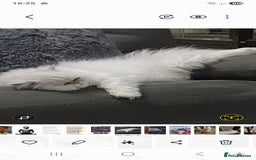 Persian cats for stud: Chinchilla Stud Cat - Image 2