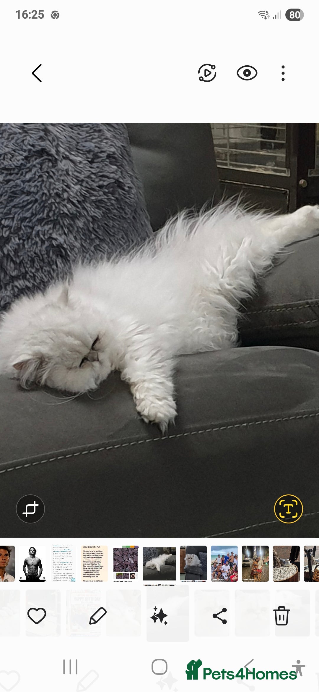 Persian cats for stud: Chinchilla Stud Cat - Image 2