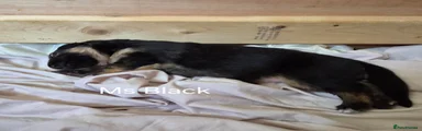 Ms Black