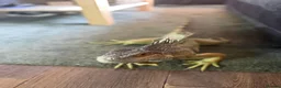 Iguana reptiles for sale: Green Iguana - Advert 3