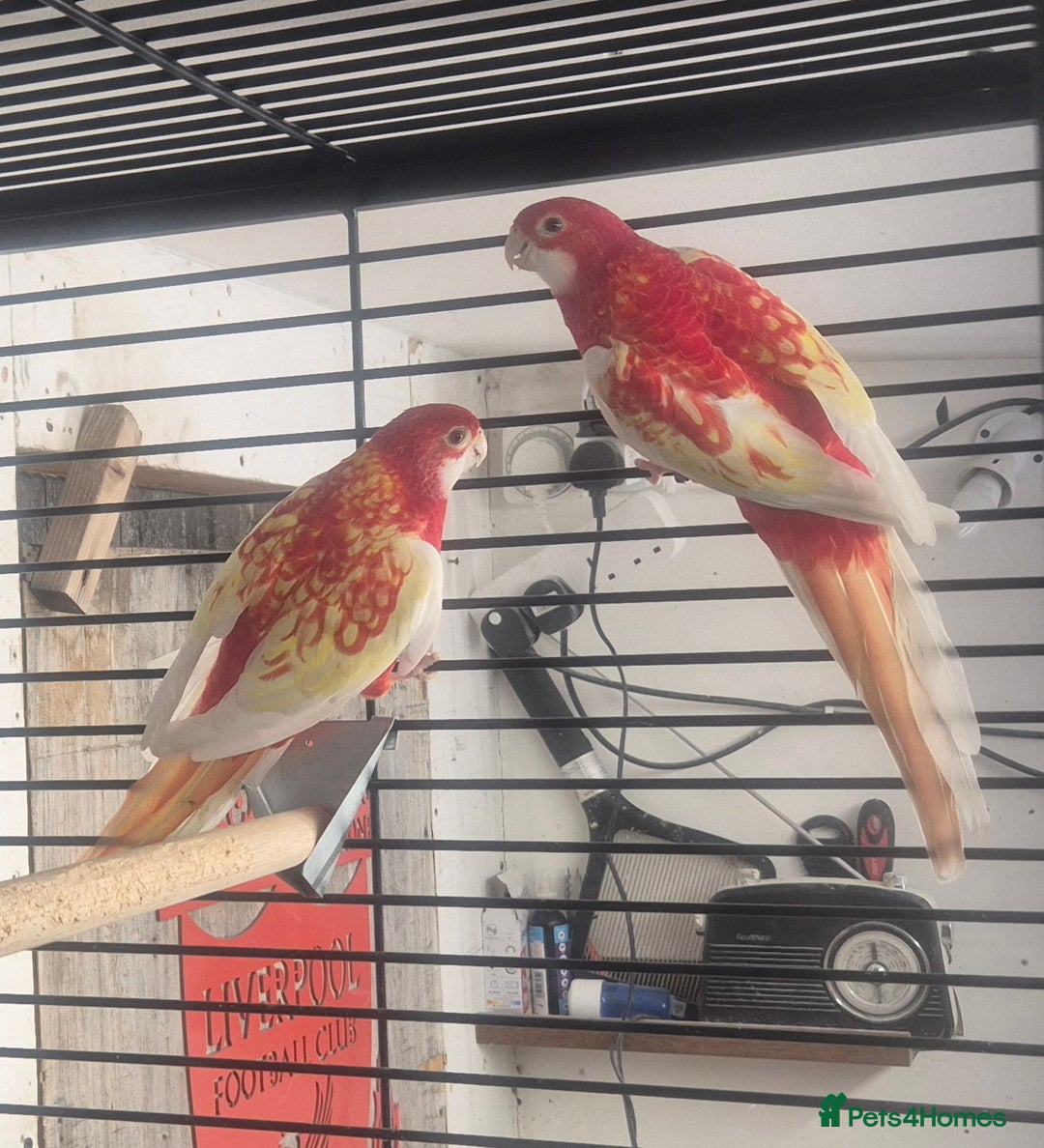Parakeets birds for sale: Finches canarys doves parakeet  - Advert 4