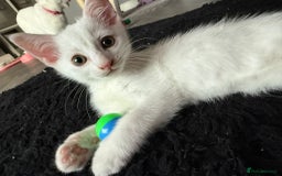 Turkish Angora cats for sale: Turkish Angora last 2 males left  - Image 6
