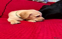 Labrador Retriever dogs for sale: Labrador Love Nuggets - 7 left - Image 24