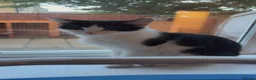 British Shorthair cats for sale: Adorable Kittens looking for a loving home  - Advert 1