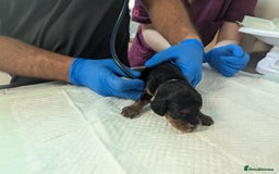 Cockapoo dogs for sale: •F1B Cockapoo Pups - Black & Tan - Ready 19th Dec• - Image 17