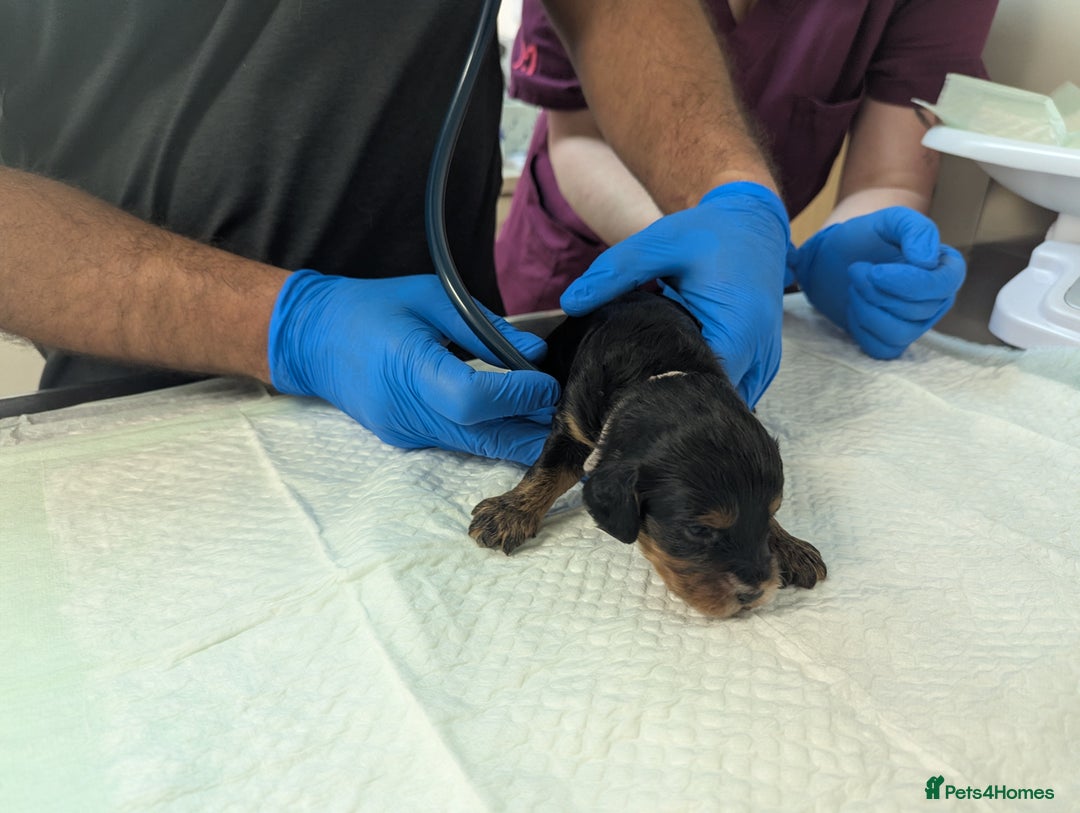 Cockapoo dogs for sale: •F1B Cockapoo Pups - Black & Tan - Ready 19th Dec• - Image 17