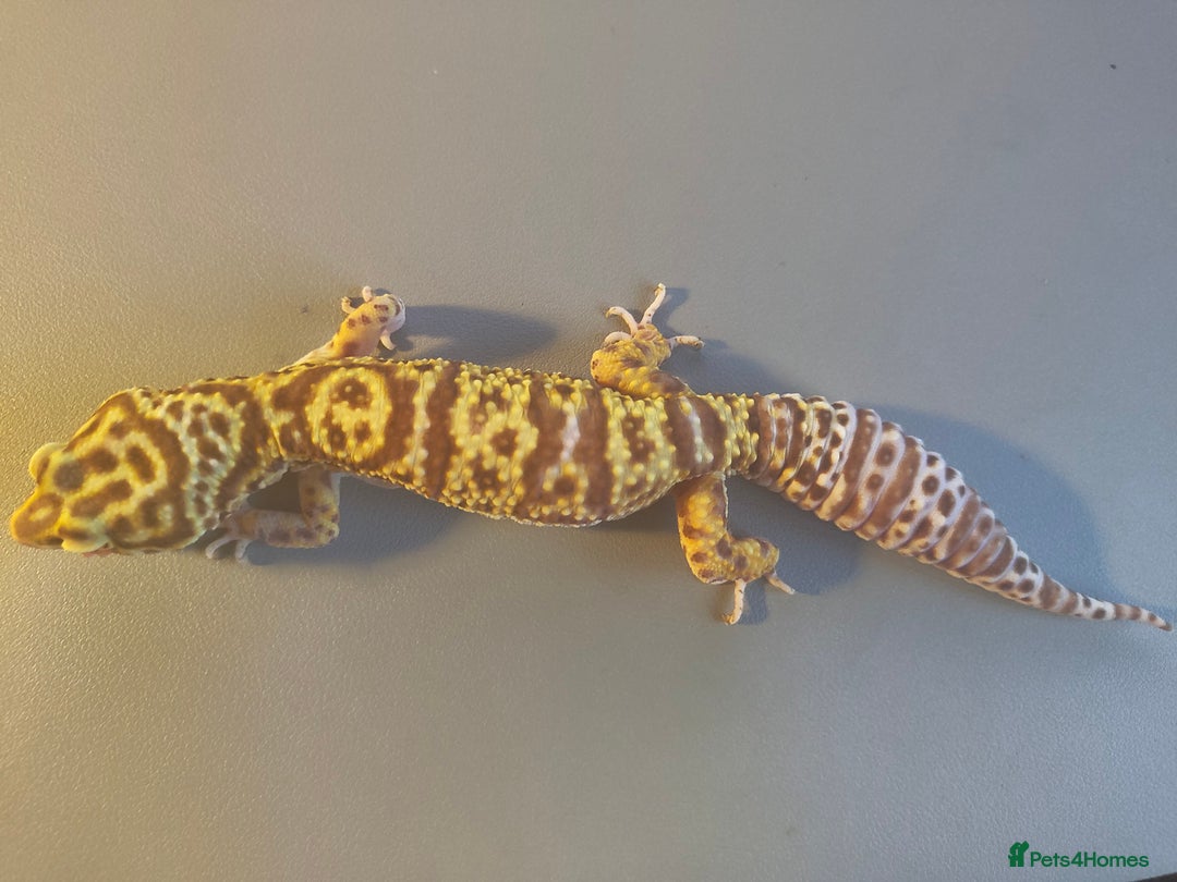 Leopard Gecko reptiles for sale: Leopard Gecko for rehoming - Image 3