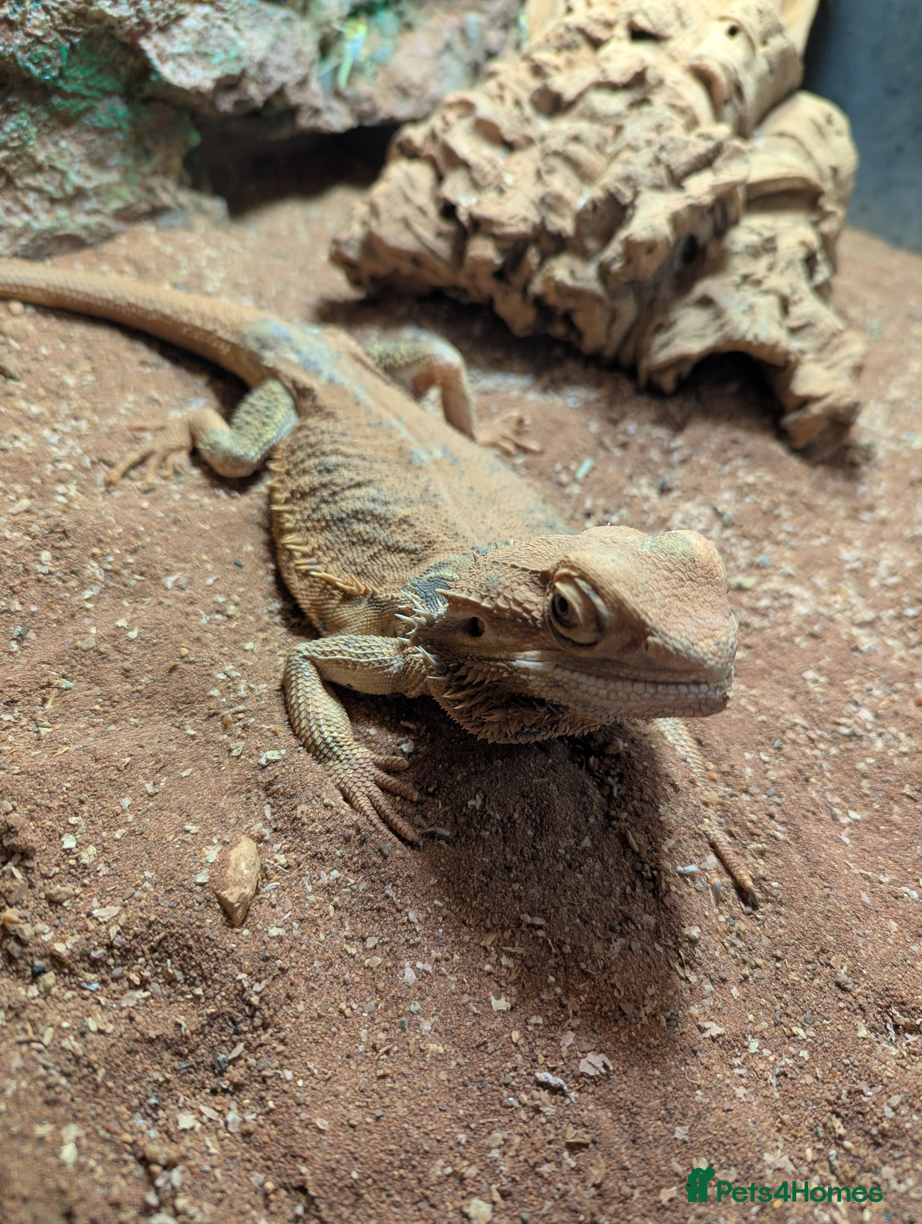 Bearded Dragon reptiles Charming senior bearded dragon - Advert 2