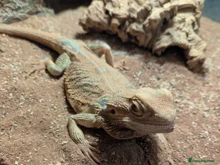 Bearded Dragon reptiles Charming senior bearded dragon - Advert 2