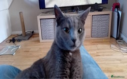 Mixed Breed cats for sale: Brother and Sister cuties - Image 3