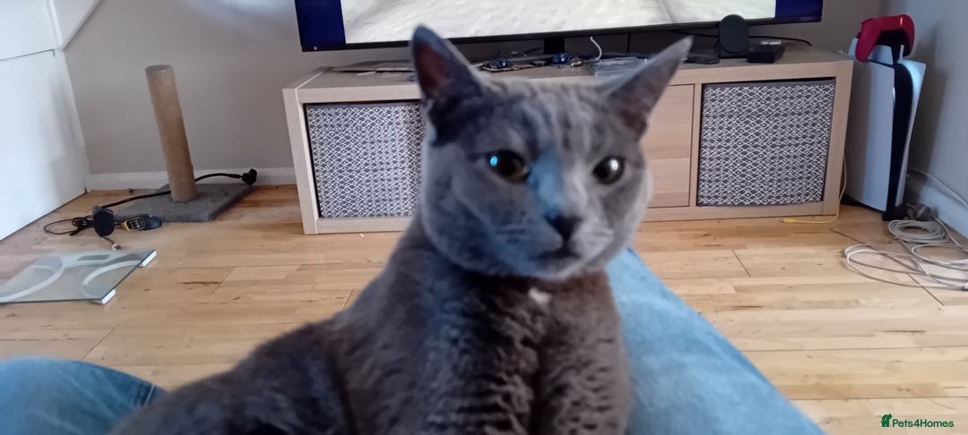 Mixed Breed cats for sale: Brother and Sister cuties - Image 3