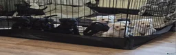 Miniature Schnauzer dogs for sale: Miniature schnauzer puppies  in Dover - Advert 17