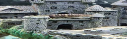 Other/Mixed Breed fish for sale: Tropical fish for sale - Advert 5