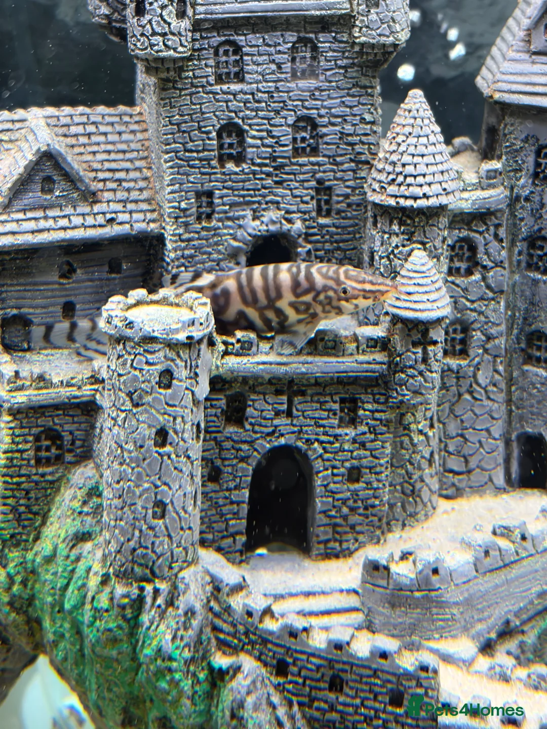 Other/Mixed Breed fish for sale: Tropical fish for sale - Advert 5