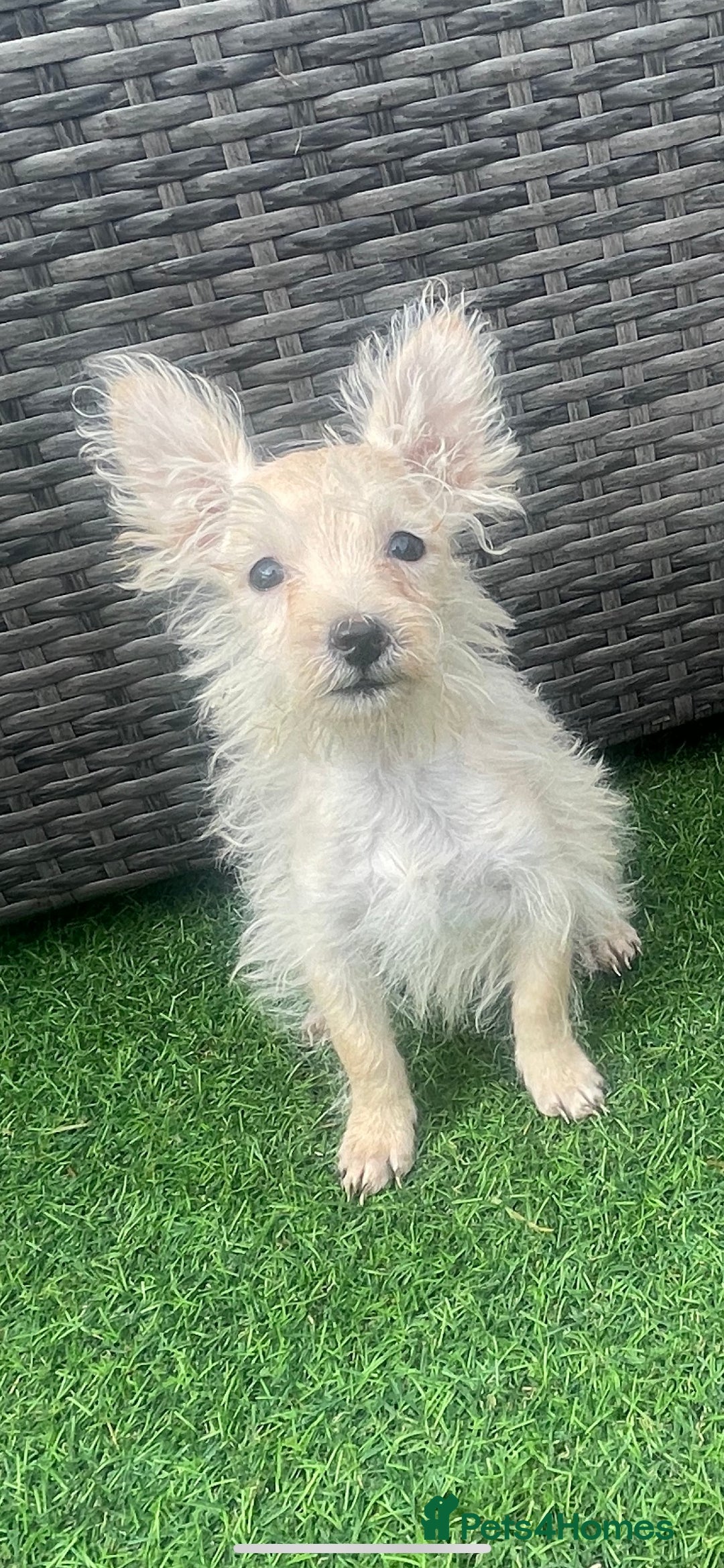 Mixed Breed dogs for sale: STUNNING WESTIE X POODLE PUPPIES  - Image 7