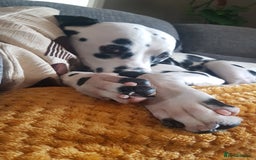 Dalmatian dogs for stud: Handsome boy for stud in Doncaster - Image 4