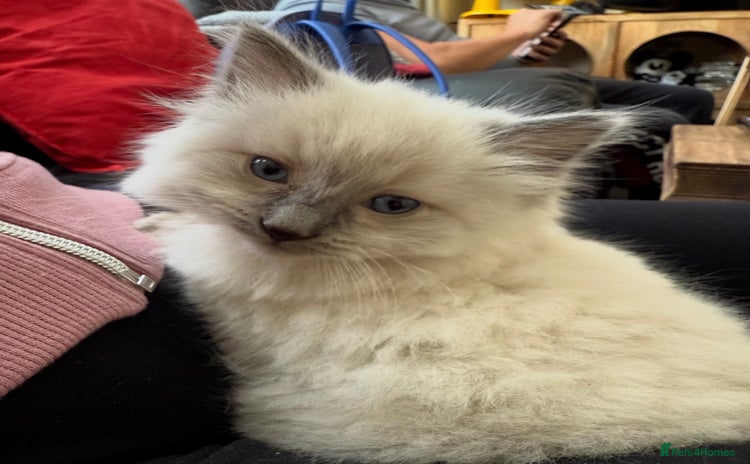 Ragdoll cats in Leigh-on-Sea - Advert 8