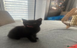 British Shorthair cats for sale: 4 kittens ready to go to there forever homes  - Image 5