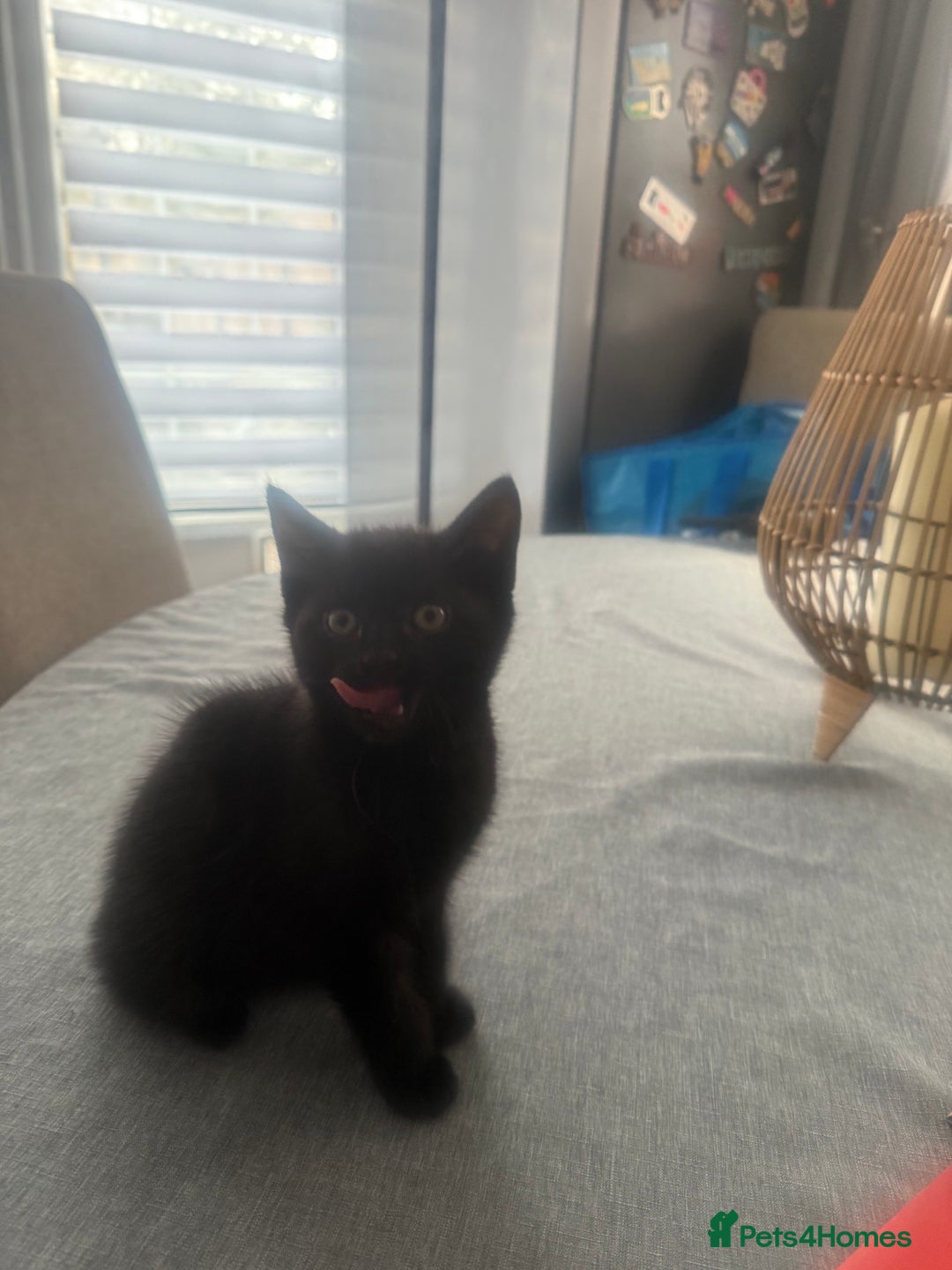 British Shorthair cats for sale: 4 kittens ready to go to there forever homes  - Image 5