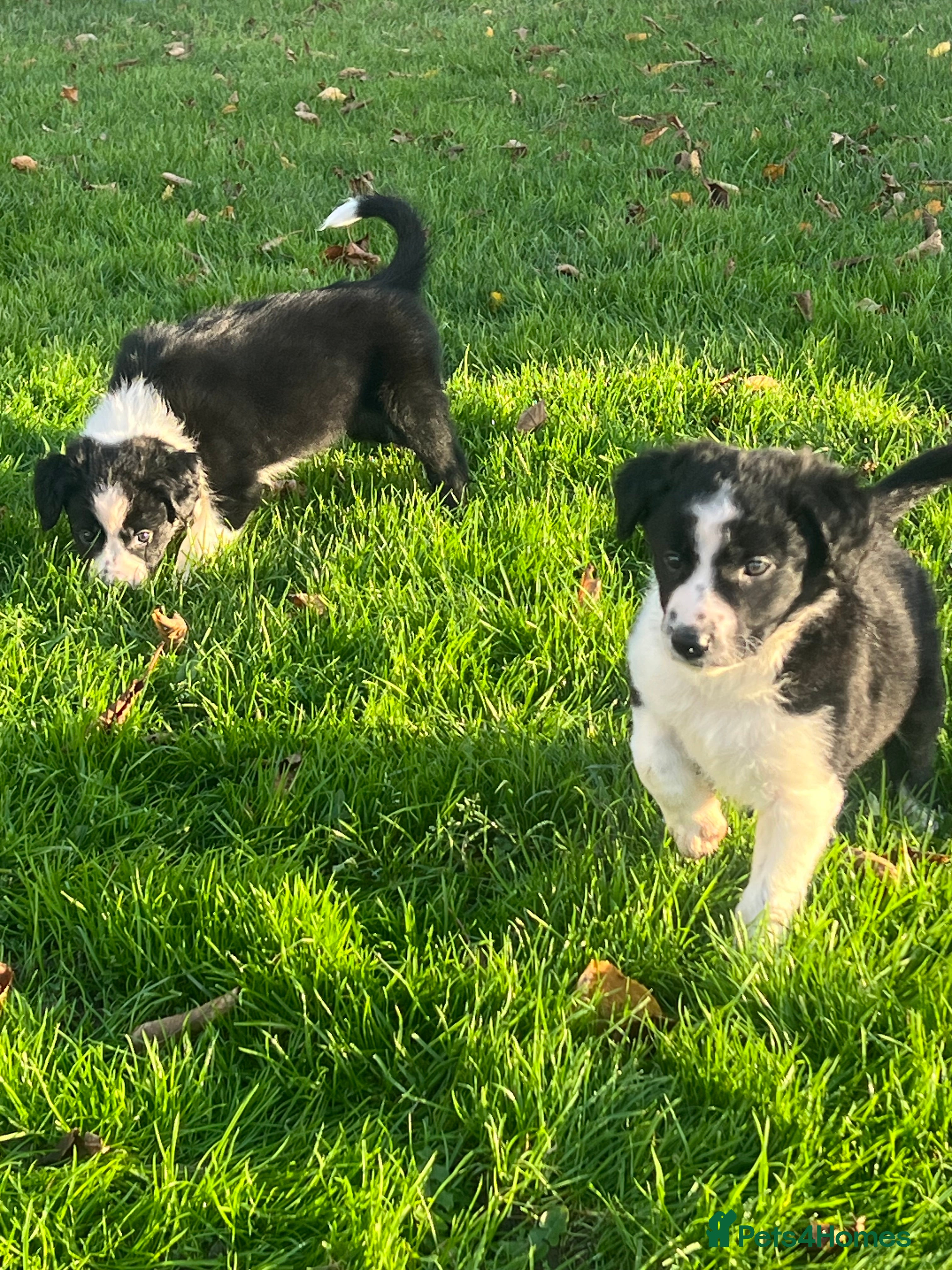 Border Collie dogs Sheepdog puppies - Advert 1