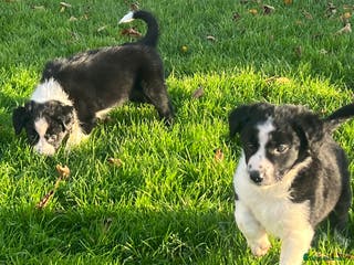 Border Collie dogs Collie puppies - Advert 12