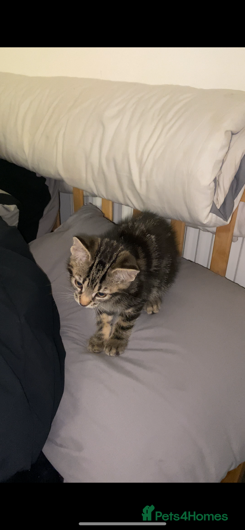 Mixed Breed cats Beautiful kitten  - Advert 5