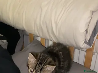 Mixed Breed cats Beautiful kitten - Advert 5