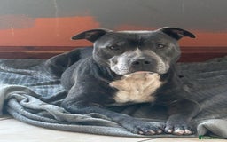 Mixed Breed dogs for sale: Sprocker cross blue staffy puppies for sale  - Image 15